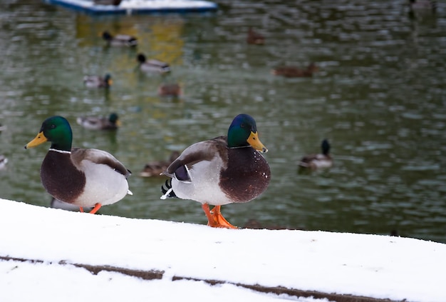 Patos nadam na lagoa no inverno