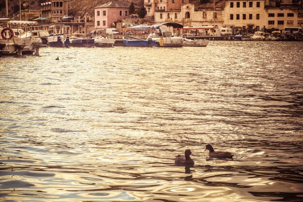 Foto patos nadam no fundo da cidade