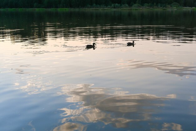 Foto patos nadam no lago ao pôr do sol.