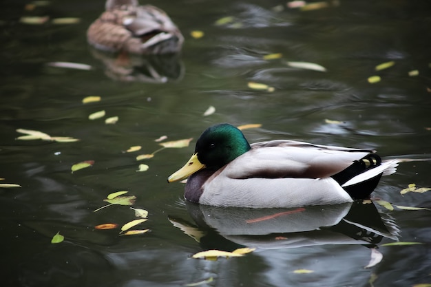 patos nadam no lago no outono