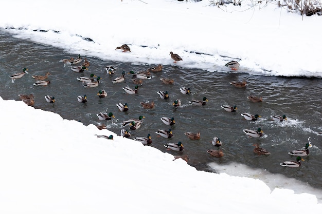 Patos nadam no rio no parque público da cidade no inverno. Migração de aves. patos e pombos