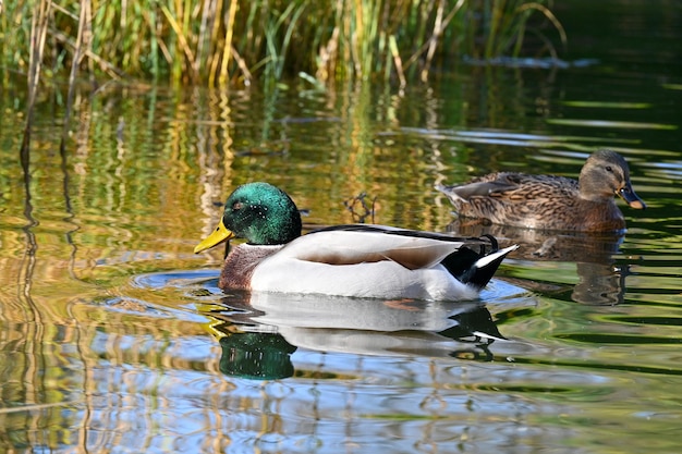 Los patos nadan en la espesura de juncos al borde del lago