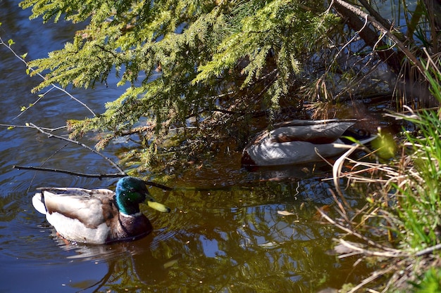 Los patos nadan en un estanque cerca de la orilla