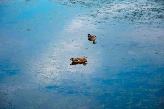 Los patos nadan en un estanque cubierto de lenteja de agua verano Rusia