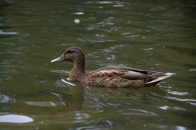 Los patos nadan en el estanque del parque de la ciudad.