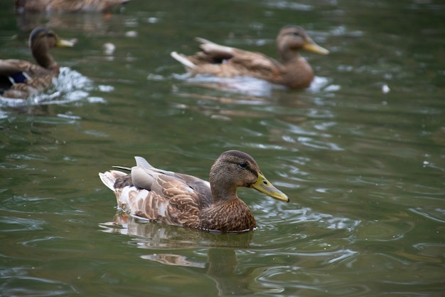 Los patos nadan en el estanque del parque de la ciudad.