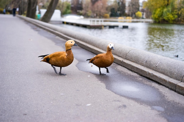 Los patos nadan en un estanque en un parque