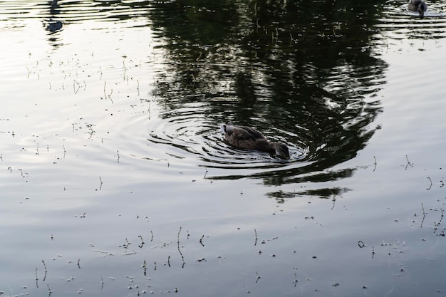 Los patos nadan en el estanque Patos salvajes