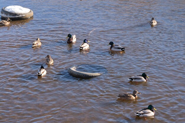 Los patos nadan en invierno en un río contaminado entre escombros flotantes contaminación ambiental