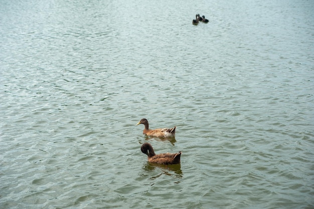 Los patos nadan juntos en el lago