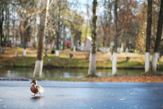 Foto los patos nadan en el lago en invierno, una bandada de patos se prepara para volar a países cálidos, patos salvajes invernan en un estanque cálido, muchas aves en el estanque