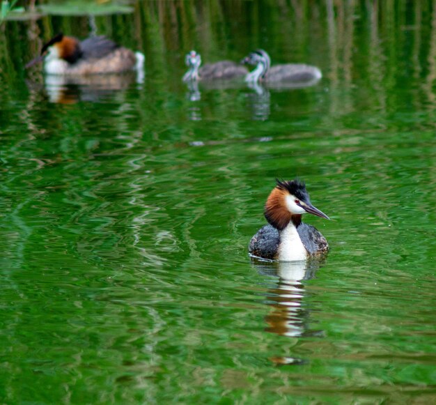Foto los patos nadan en el lago.