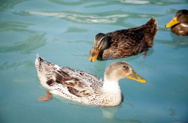 Los patos nadan en la piscina