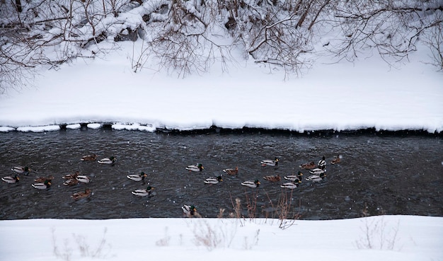 los patos nadan en el río en invierno