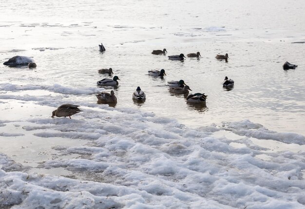 los patos nadan en el río en invierno