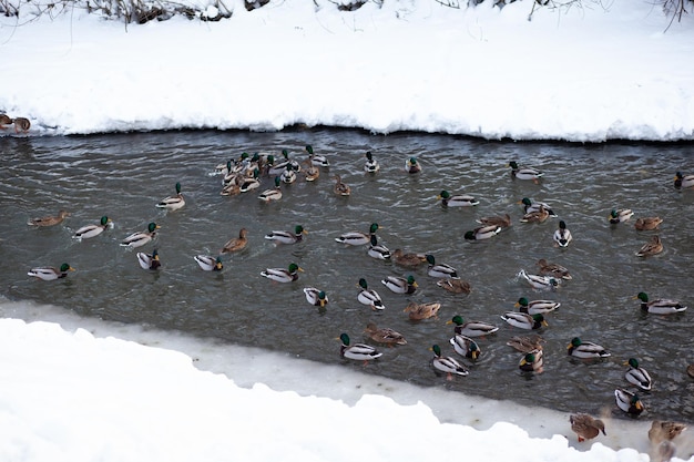 Los patos nadan en el río en el parque público de la ciudad en invierno