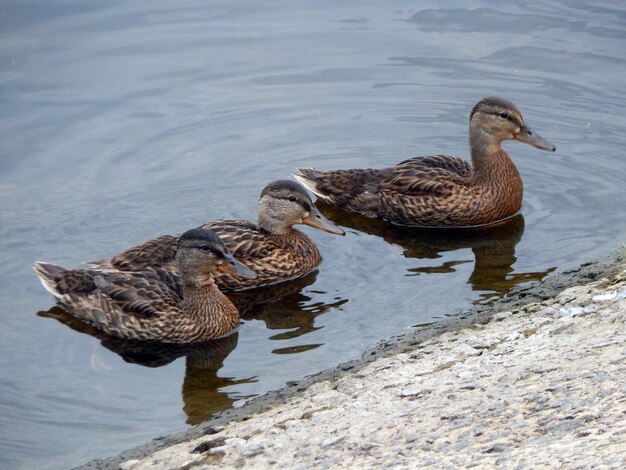 Los patos nadan en verano a lo largo del río en el agua