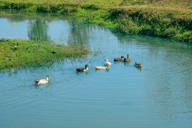 patos nadando en el agua