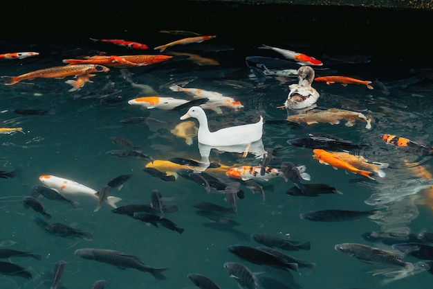 Patos nadando em torno de peixes koi na lagoa