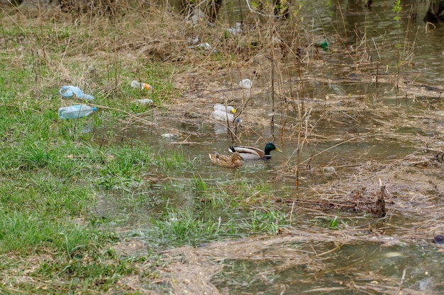 Patos nadando em um rio com garrafas de resíduos