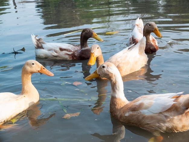 Foto patos nadando em uma lagoa em uma fazenda em yilan