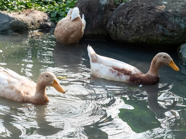 Patos nadando em uma lagoa em uma fazenda em Yilan