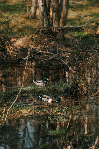 Patos nadando en el estanque del bosque Aves en la naturaleza pacífica