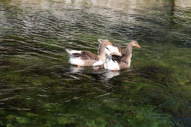 Patos nadando en el lago Fauna en el lago