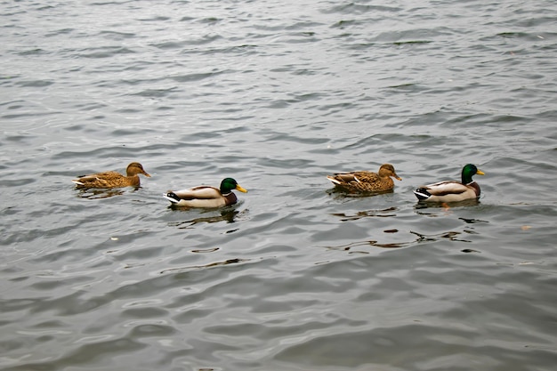 Patos nadando en el lago, lago Trakai