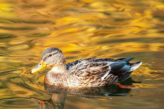 Patos nadando en el lago del parque de la ciudad Hermoso día soleado de otoño Poca profundidad de campo