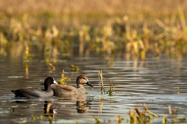 Foto patos nadando en el lago