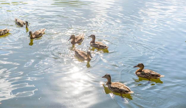 Patos nadando en el lago