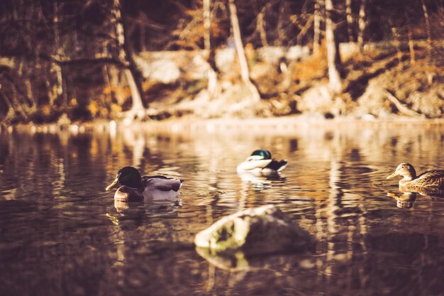 Foto patos nadando en el lago