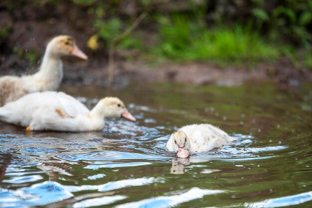 Foto patos nadando en el lago