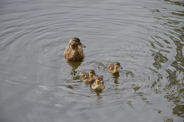 Patos nadando en el lago