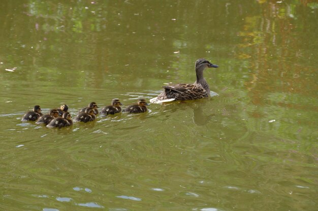 Patos nadando en el lago