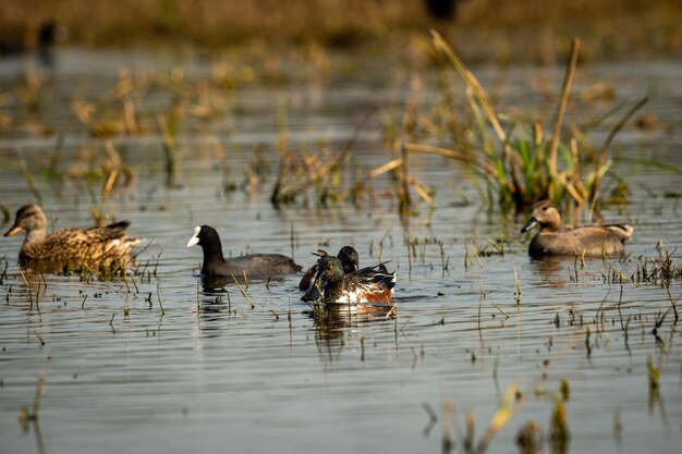 Foto patos nadando en el lago