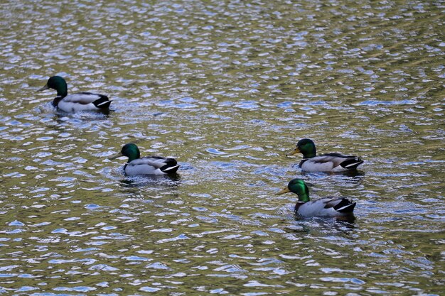 Patos nadando en el lago