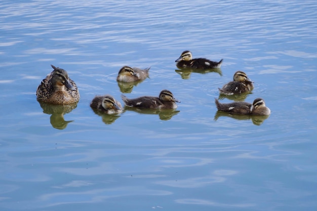 Patos nadando en el lago