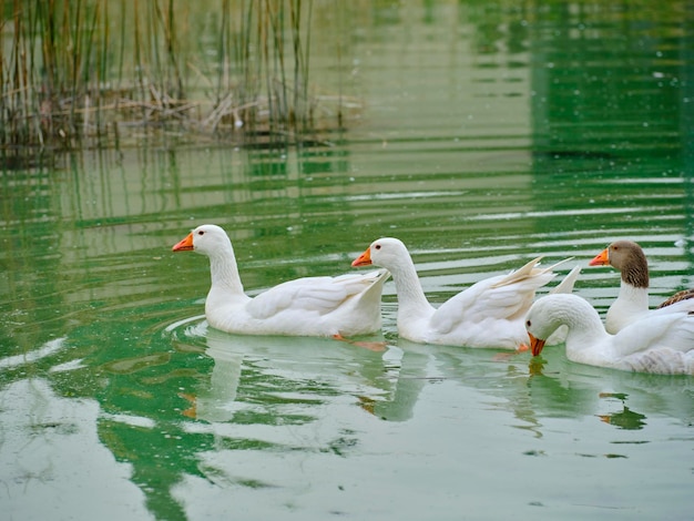 Patos nadando en el lago