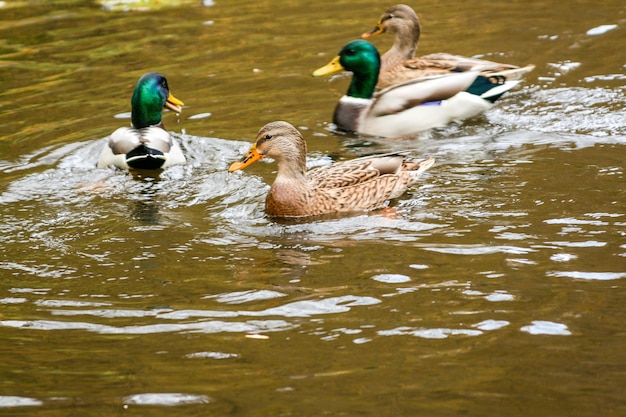 Patos nadando en el lago