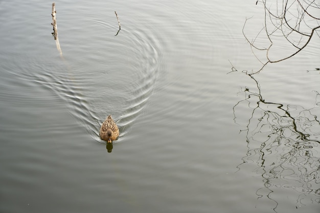 Patos nadando en el lago.