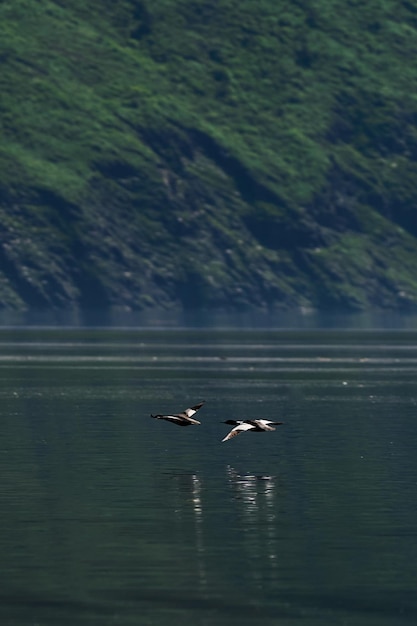 Patos nadando no fundo das montanhas do lago