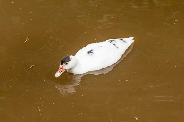 Patos nadando no lago da fazenda.