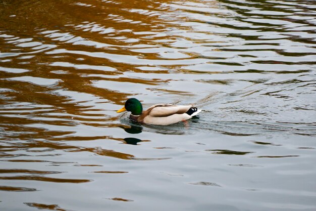 Patos nadando no lago, reflexo da água e ondas, Trakai