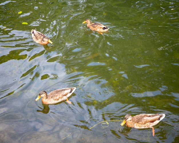 Patos nadando no lago