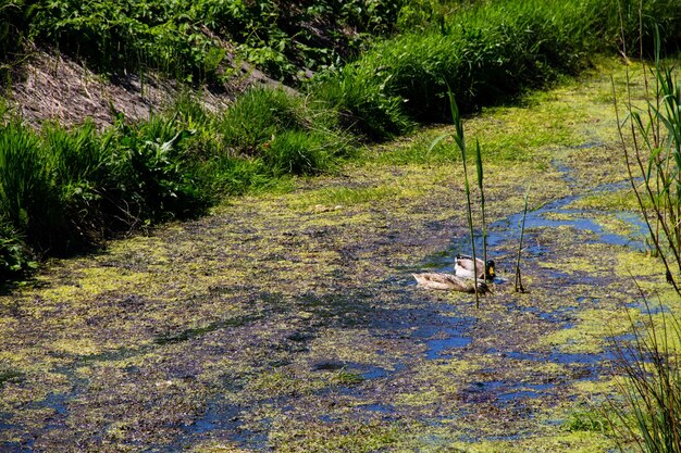 Patos nadando entre plantas de pantano