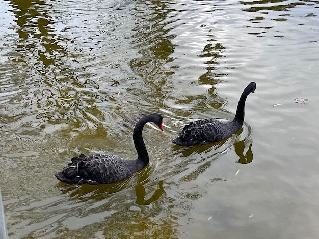 Patos negros en el lago
