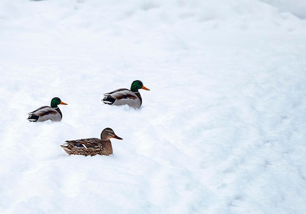 patos en la nieve en invierno