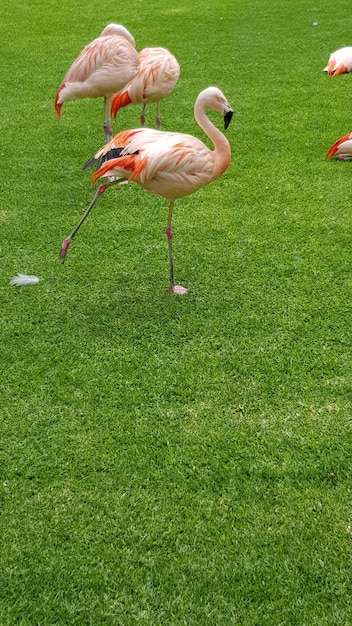 Foto patos no campo gramado